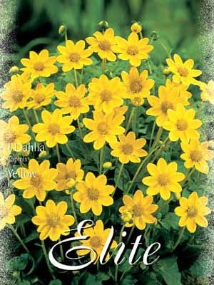 Topmix-Dahlie &#039;Yellow&#039;, Dahlia (Art.Nr. 520620)