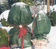 winterschutz-fuer-pflanzen