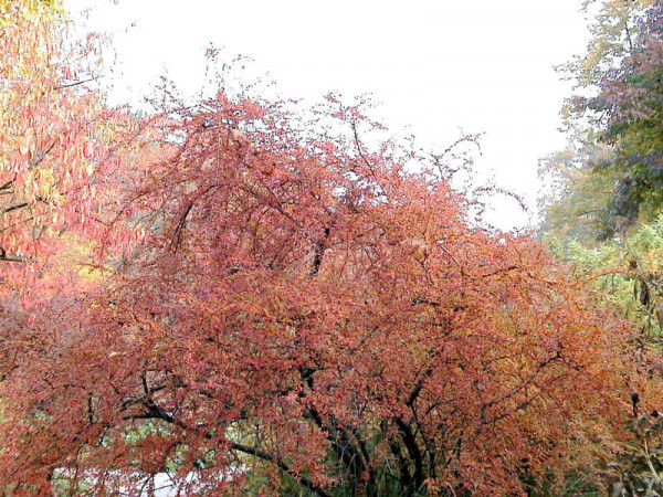 Cotoneaster divaricatus, Sparrige Zwergmispel