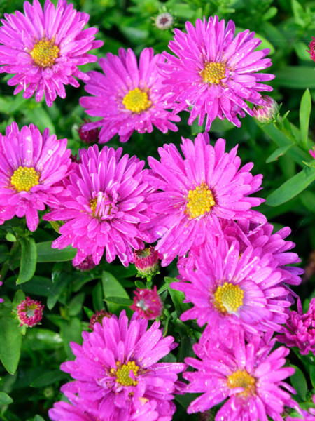 Aster dumosus &#039;Starlight&#039;, Kissen-Aster, Herbst-Aster