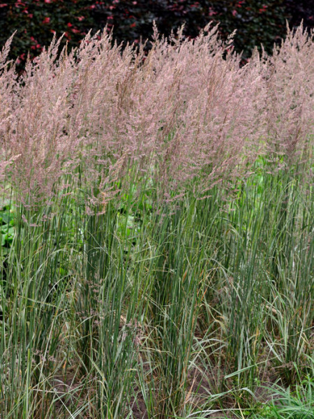 Calamagrostis x acutiflora &#039;Overdam&#039; (M), Gestreiftes Reitgras, weißbuntes Sandrohr