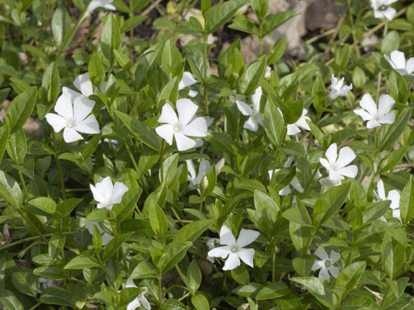 Vinca minor alba, Weißes Immergrün