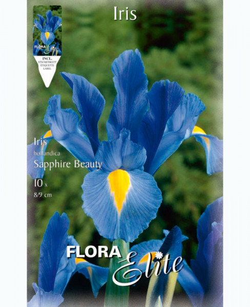 Holländische Iris &#039;Sapphire Beauty&#039;, Iris hollandica (Art.Nr. 5969090)