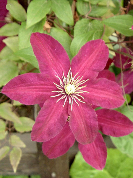 Die Blüte der Clematis 'Niobe'