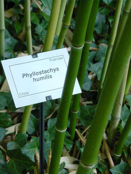 Phyllostachys humilis, Bronze-Bambus