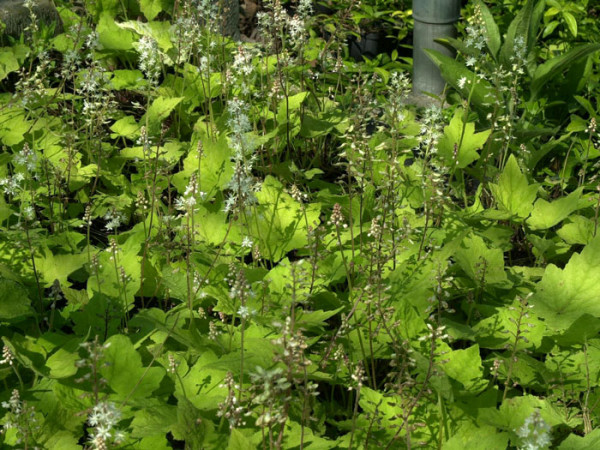 Tiarella wherryi, Schaumblüte