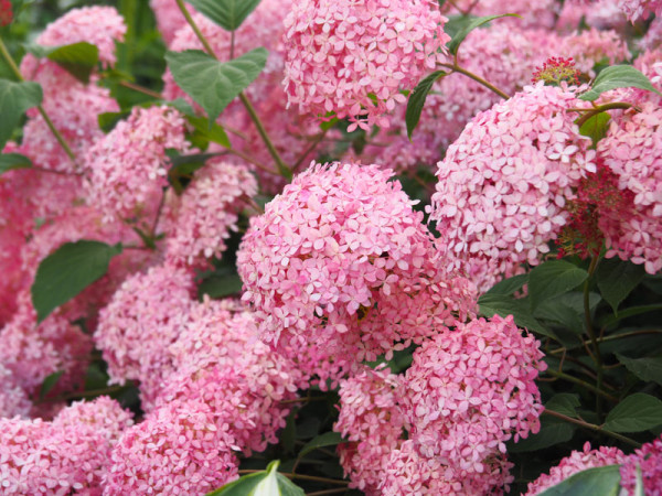 Hydrangea arborescens &#039;Pink Annabelle&#039;, Ball-Hortensie