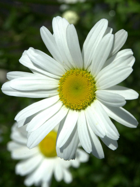 Leucanthemum vulgare &#039;Maikönigin&#039;, Sommer-Margerite, Wiesen-Margerite