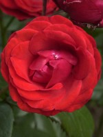 Rose Kosmos ® - Kordes