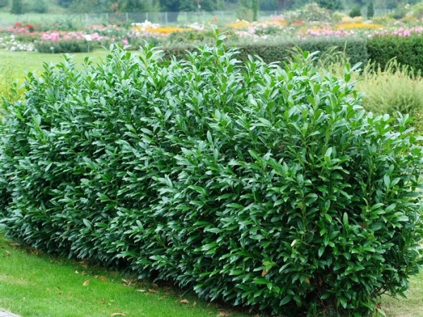 günstiger Hecken-Kirschlorbeer Rotundifolia, 125-150 groß
