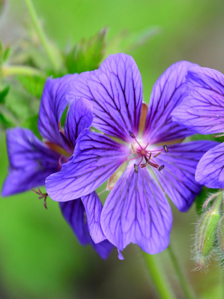 Geranium magnificum, Pracht-Storchschnabel, Großer Gartenstorchschnabel