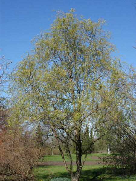 Korkenzieherweide Solitärstrauch