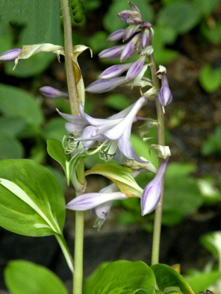 Hosta x undulata &#039;Univittata&#039;, Schneefeder-Funkie, Herzblatt-Lilie