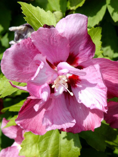 Hibiskus Duc de Brabant Blüte