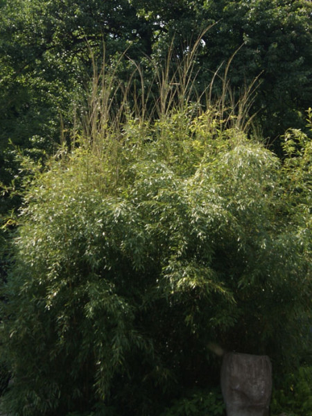 Phyllostachys aureosulcata &#039;Spectabilis&#039;, Zickzack-Bambus