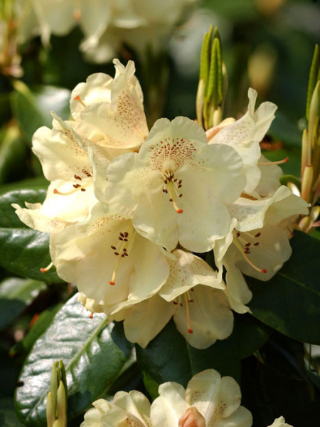 Rhododendron &#039;Marianne&#039;