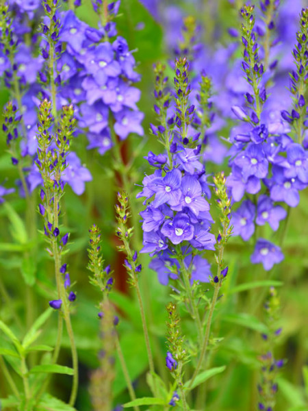 Veronica teucrium &#039;Knallblau&#039; (M), Büschel-Ehrenpreis, Garten-Ehrenpreis