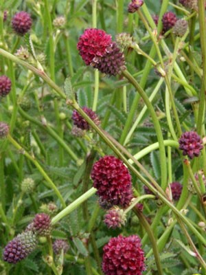 Sanguisorba officinalis &#039;Tanna&#039;, Großer Wiesenknopf, Purpur-Wiesenknopf