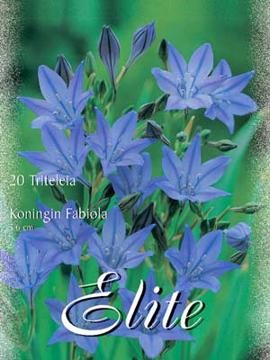 Narrenzwiebel &#039;Königin Fabiola&#039;, Triteleia (Art.Nr. 522110)