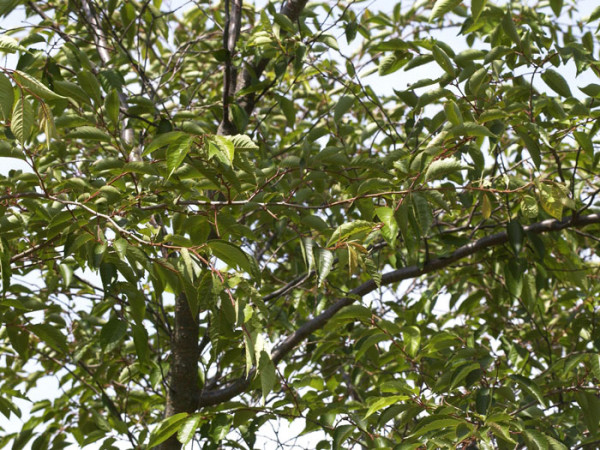 Prunus subhirtella &#039;Accolade&#039;, Frühe Zierkirsche - Hochstamm