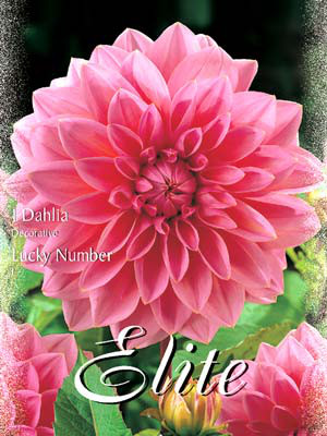 Schmuck-Dahlie 'Lucky Number', Dahlia (Art.Nr. 520168)