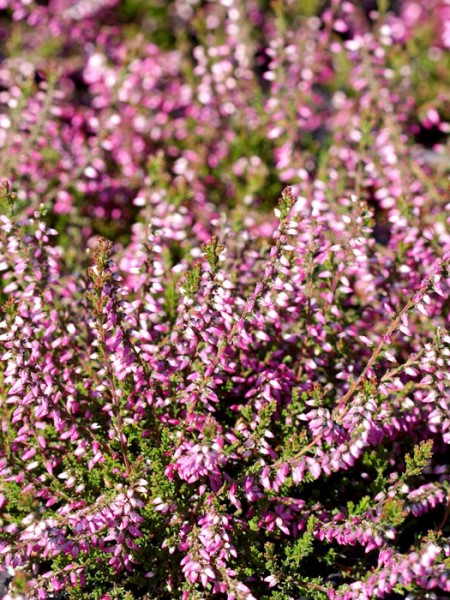 Rosarote Blüten der Knospenheide 'Susanne'