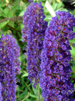 Buddleja davidii 'Black Knight', Schmetterlingsstrauch
