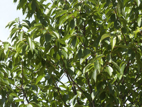 Prunus serrulata &#039;Kanzan&#039;, Japanische Nelkenkirsche - Hochstamm