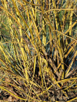 Cornus stolonifera 'Flaviramea', Gelbholz-Hartriegel