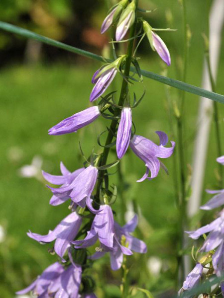 Campanula trachelium, Nesselblättrige Glockenblume