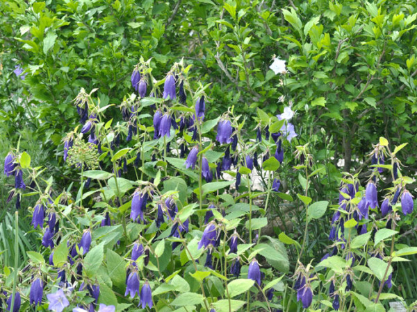 Campanula punctata &#039;Sarastro&#039; (M), Gepunktete Glockenblume