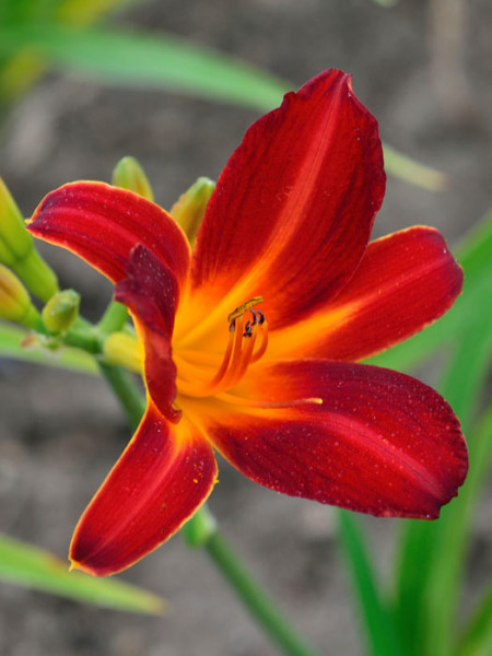 Hemerocallis x cultorum 'Red Precious', Garten-Taglilie