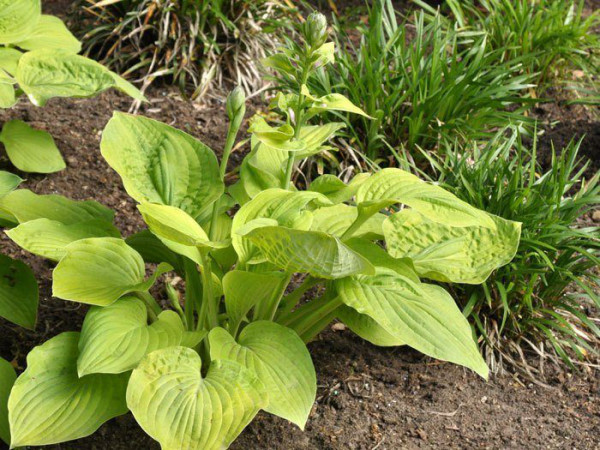 Hosta sieboldiana &#039;August Moon&#039;, Goldblatt-Funkie, Herzblatt-Lilie