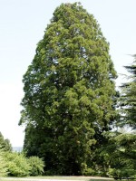 Sequoiadendron giganteum, Kalifornischer Mammutbaum