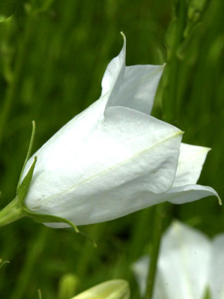 Campanula persicifolia &#039;Grandiflora Alba&#039;, Pfirsichblättrige Glockenblume