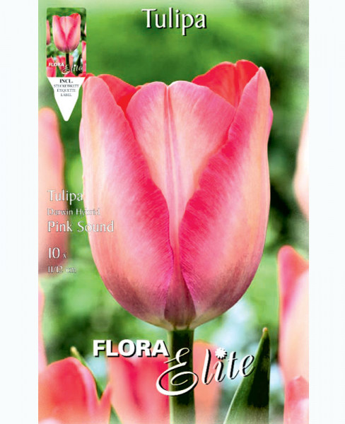 Darwin-Hybrid-Tulpe &#039;Pink Sound&#039; (Art.Nr. 5953115)