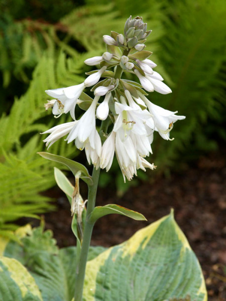 Hosta sieboldiana &#039;Francess Williams&#039;, Blaue Gelbrand-Funkie, Herzblatt-Lilie