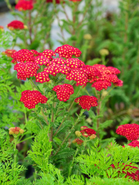 Achillea millefolium &#039;Tutti Frutti Pomegranate&#039;®, Schafgarbe