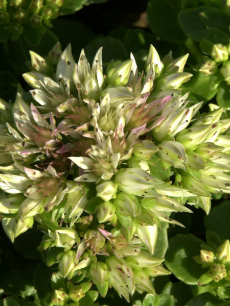 Sedum spurium &#039;Album Superbum&#039;, Kaukasische Teppich-Fetthenne, Tepich-Sedum