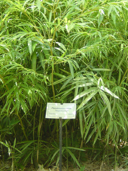 Zwergbambus | Gartencenter-Shop24