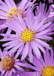 aster-amellus-sternkugel56d85c1b19101