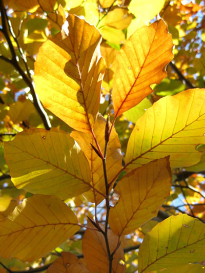 Rotbuche in Herbstfärbung