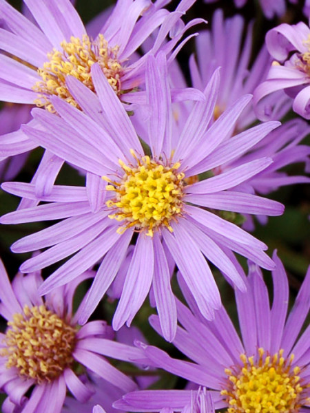 Aster amellus &#039;Sternkugel&#039;, Bergaster, Amellusaster