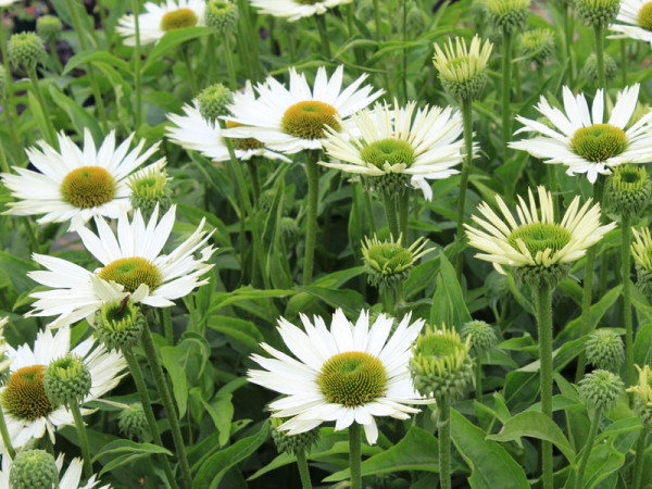 Echinacea purpurea &#039;Virgin&#039;, Scheinsonnenhut