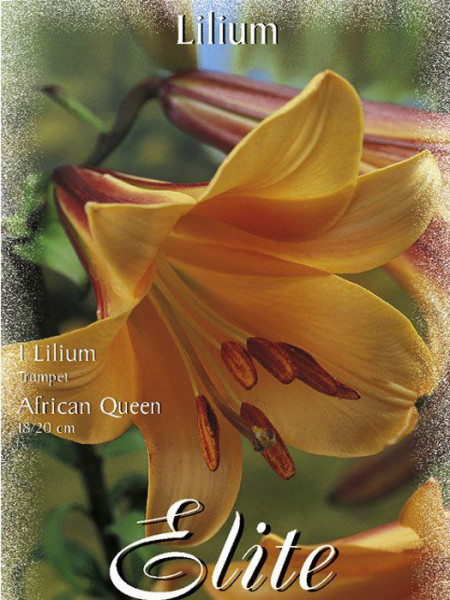 Trompeten-Lilien-Hybride &#039;African Queen&#039;, Lilium (Art.Nr. 521740)