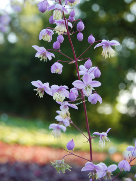 Thalictrum delavayi (syn. dipterocarpum), Chinesische Wiesenraute, China-Wiesenraute