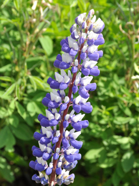 Lupinus polyphyllus &#039;Kastellan&#039;, Blaue Lupine, Wolfsbohne