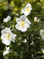 Rosa pimpinellifolia (spinosissima), Bibernellrose