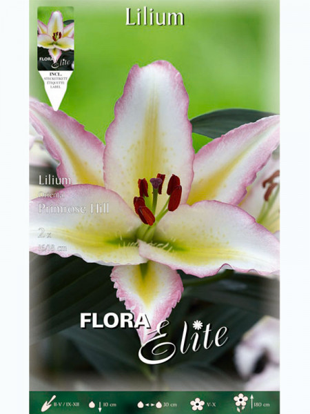 Orientalische Lilien-Hybride &#039;Primrose Hill&#039;, Lilium (Art.Nr. 5217248)