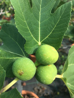 Feigenbaum, Ficus carica